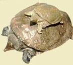 aw-d02a.jpg (15734 bytes)