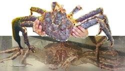 kingcrab01