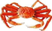 snowcrab