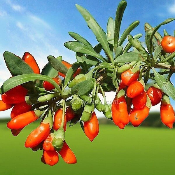 杞子 (Goji Berries):東方紅寶石的養生奧秘