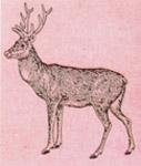 aw-g10a.jpg (14607 bytes)