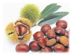food-tt-fruit-20000105d01.jpg (22248 bytes)