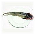 food-fish-flathead.jpg (3212 bytes)