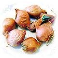 food-shallot.jpg (17836 bytes)