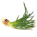 food-springonion.jpg (12062 bytes)