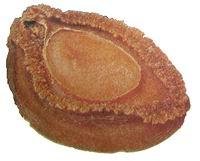 singleabalone