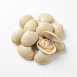 沙白 venus-clams