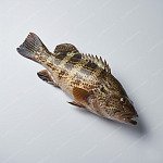 石斑 grouper