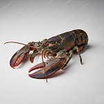龍蝦 lobster