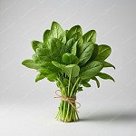 菠菜 Spinach