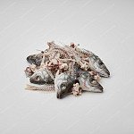 魚骨 Fish bones