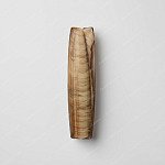 蟶子 razor clam