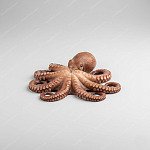 章魚 octopus