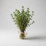 百里香 Thyme