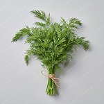 蒔蘿 Dill
