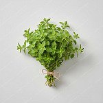 牛至葉 Oregano