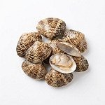 花甲 clams