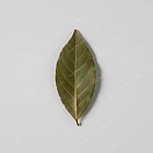 月桂葉 Bay leaf