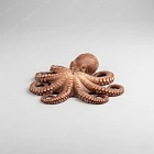 章魚 octopus