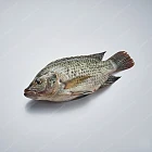 吳郭魚 tilapia