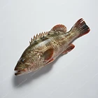 石斑 grouper-fish
