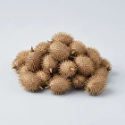 蒼耳 Cocklebur