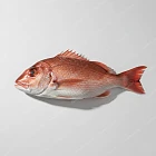 紅衫魚（紅魚） red snapper