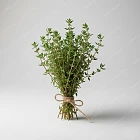 百里香 Thyme