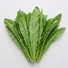 A菜 a-choy