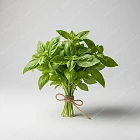 羅勒葉 Basil