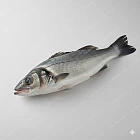 鱸魚 sea bass