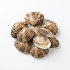 花甲 clams