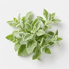 冰草（水晶冰菜） ice-plant