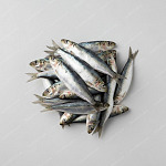 沙甸魚 Sardines