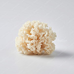 銀耳 White fungus