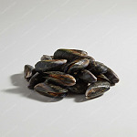 青口 mussel