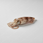 墨魚 cuttlefish