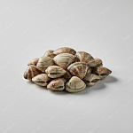 花甲（花蛤） manila clam