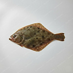 比目魚 flounder