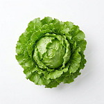 生菜 lettuce