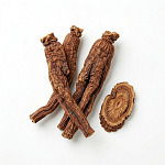 當歸 angelica-root