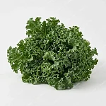 羽衣甘藍 kale