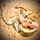 蒜爆墨魚（魷魚）